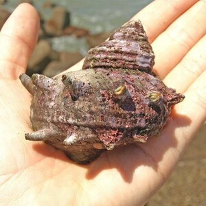 活さざえ★普通サイズのサザエ☆千葉県産活サザエ５ｋｇ　100-150ｇ 生きたままお届け！