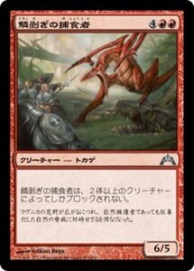 MTG ■赤/日本語版■ 《鱗剥ぎの捕食者/Ripscale Predator》★FOIL★ ギルド門侵犯 GTC