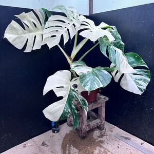 超最高級 超希少 極斑入り モンステラ ボルシギアナ ホワイト タイガー 1鉢　Varigated Monstera Borsigana ②