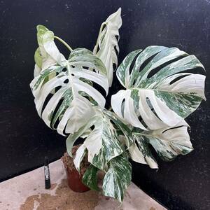 超最高級 希少 大株モンステラボルシギアナ ホワイトタイガー1鉢 Varigated Monstera Borsigana white tiger ③