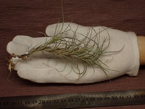 Tillandsia usneoides x T.recurvata form1 チランジア・ウスネオイデスxレクルバータ フォーム1 207■エアプランツPR