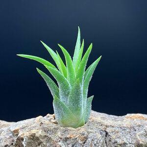 Tillandsia ionantha 