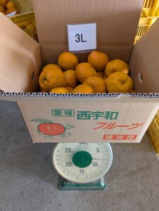 愛媛西宇和産　太田ぽんかん　3L　8ｋｇ