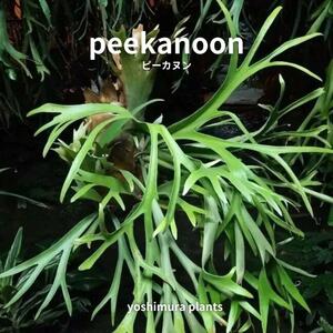 [胞子] peekanoon ピーカヌン　ビカクシダ