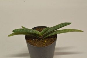 アロエ　パルビブラクテアータ　ALOE parvibracteata