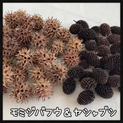 モミジバフウ　ヤシャブシ　30個づつ　シュリンプ　アクアリウム