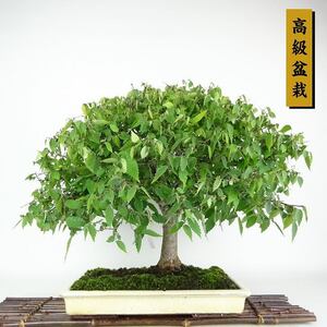 盆栽 欅 樹高 約45cm けやき Zelkova serrata ケヤキ 紅葉 ニレ科 ケヤキ属 落葉樹 観賞用 現品