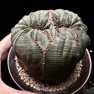 675Eユーフォルビア オベサブロウ Euphorbia obesa 綴化