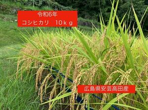 令和6年産　新米コシヒカリ　10kg