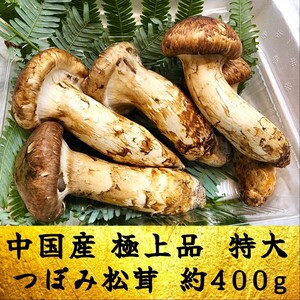 中国産 L~2L特大 【極上品 天然 つぼみ 松茸 約400g】 本数 3~7本 お中元 土瓶蒸し 松茸ご飯 御供え 還暦祝 新築祝い 誕生日祝 敬老の日