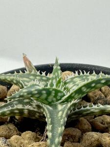 Aloe D.W.Hyb. DNプレミアム　アロエ 交配種 ハイブリッド　抜き苗は送料込　多肉植物　アフリカ原産　アロエ　美種アロエ