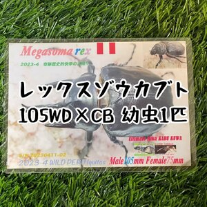 [ハーフワイルド]レックスゾウカブト三令幼虫1匹（雌雄選択可）（旧アクティオンゾウカブト）管理番号23-53