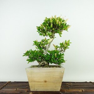 盆栽 皐月 晃一品 樹高 約23cm さつき Rhododendron indicum サツキ ツツジ科 常緑樹 観賞用 現品