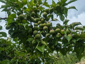 『農家直送』山形県産 白加賀 梅 たっぷり5kg 