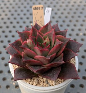 16.パープソルム×ラパス 実生苗 エケベリア 国産 多肉 Echeveria