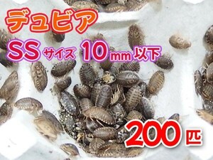 【送料無料】 デュビア SS ベビーサイズ 1.0cm以下 200匹 紙袋配送 アルゼンチンモリゴキブリ 肉食熱帯魚 爬虫類 両生類 [2800:broad]