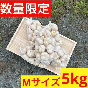 【限定セール】5kg M 新物 青森県産にんにく 福地ホワイト六片 加工 