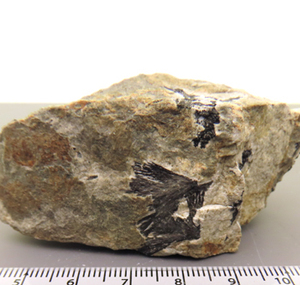 苦土電気石 Dravite 鉱物標本 奈良県 行仙岳 瑞浪鉱物展示館 4799