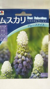 ムスカリ グレープアイス １袋 球根 タキイ 郵便は送料無料