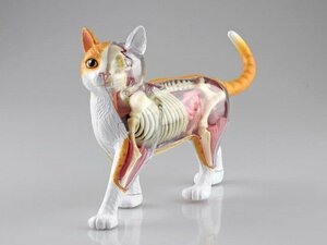 ★セール＋送料無料★新品 猫の体の作り 仕組みが学べる 4D立体模型 パズル 動物病院 介護ペットサロン トリミング