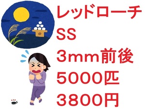 レッドローチ　SS ３ｍｍ前後 ５０００匹　３８００円