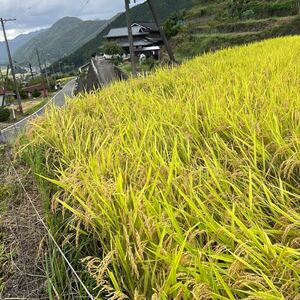 農家の美味しいお米 コシヒカリ　1袋10キロ是非食べて欲しいです　色染機は投じていません