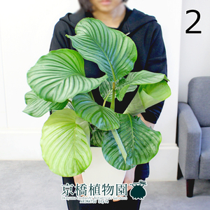 【現品】カラテア・オービフォリア 7号 白角鉢（2）Calathea orbifolia