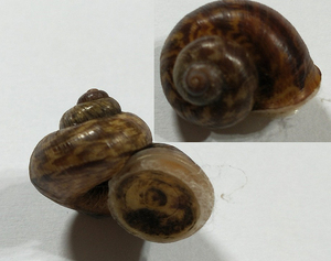 貝の標本 Cyclophorus formosensis 19.7mm. 台湾