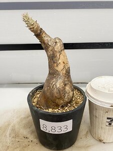 8833 「塊根植物」パキポディウム エニグマティクム 植え【発根・Pachypodium enigmaticum・多肉植物】