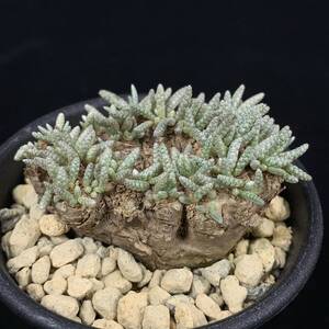 《PW》アボニア“クイナリア,Avonia quinaria”多肉植物