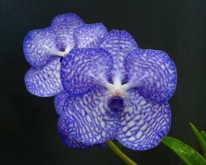 洋蘭　Vanda Coerulea（Blue）　SOH-6　バンダ セルレア ブルー