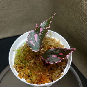 Begonia sp.Julau（ぼっち株）原種ベゴニア　熱帯植物　②