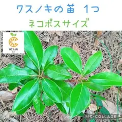 クスノキ　苗 1つ　アゲハチョウ幼虫　餌