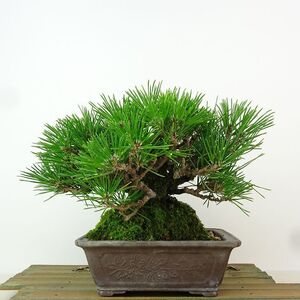 盆栽 松 黒松 樹高 約17cm くろまつ Pinus thunbergii クロマツ “ジン” マツ科 常緑針葉樹 観賞用 小品 現品