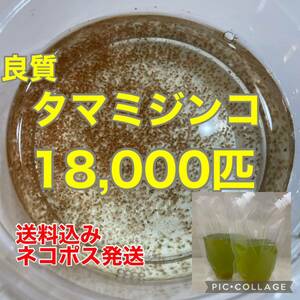 即日発送　良質　タマミジンコ　18,000匹　生き餌　加温メダカ　金魚　らんちゅう　産卵促進　色揚げに　栄養満点　育成スピードUP