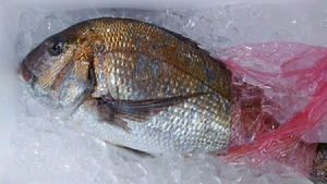 （魚）青森産大型刺身魚1本