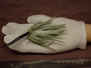 Tillandsia mitlaensis チランジア・ミトラエンシス 530■エアプランツEP