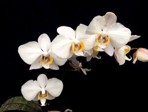 洋蘭 原種 着生蘭 野生蘭 ファレノプシス Phal.philippinensis １花茎付き株 フィリピンルソン島特産