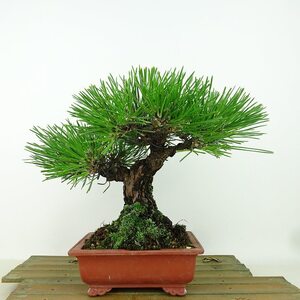 盆栽 松 黒松 樹高 約18cm くろまつ Pinus thunbergii クロマツ マツ科 常緑針葉樹 観賞用 小品 現品