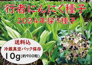 行者にんにく 2024年採り種10g(約900粒) 貴重な山菜を栽培【精選種子】