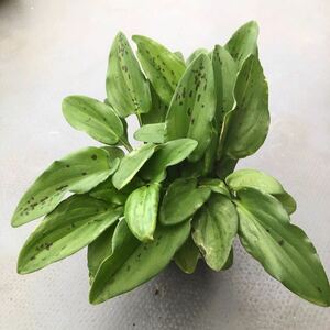 【送料無料】ドリミオプシス h　Drimiopsis　斑入り 球根　観葉 植物　まとめ売り　お買い得 おまけつき ピクミンのような可愛い植物す