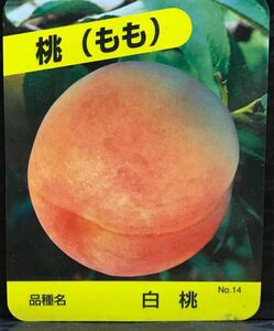 peach 白桃 苗木