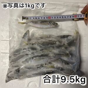 【合計9.5kg】冷凍アジ 10～15cm前後 釣りエサ ペットエサ