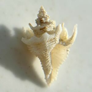 《 テンニョノカムリ 和歌山産》 貝殻標本　標本　ミニサイズ　微小貝　アッキガイ　巻貝　コレクター品　shell japonicus