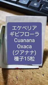 エケベリア　ギビフローラ, Cuanana Oaxaca クアナナ　種子15粒