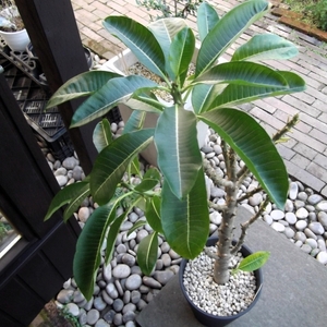 現物出品【パキポディウム・ソフィエンセ＊Pachypodium sofiense】８号　