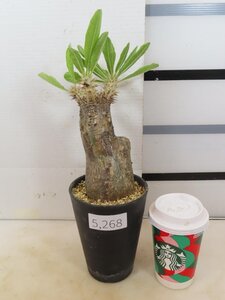 5268 「塊根植物」パキポディウム エニグマティクム 植え【発根・Pachypodium enigmaticum・多肉植物】