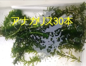 アナカリス30本 送料無料 水質浄化 水槽 水草 メダカ タニシ