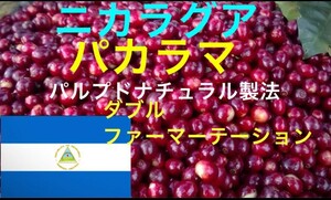 ニカラグア パカマラ ダブルファーマテーショ&パルプドナチュラル製法 200gコーヒー生豆！焙煎してません！簡単なハンドピック済みです