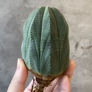 【B6836】★超巨大8.5cm株！！【SS級！極上特選大株！！】ユーフォルビア オベサ Euphorbia obesa ( 検索 アガベ 多肉植物 )